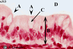 Al S Histology Pages