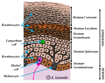 AL's TUTORIAL: The Integumentary System-Skin appendage