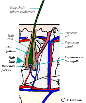 AL's TUTORIAL: The Integumentary System-Skin appendage