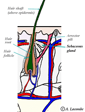 AL's TUTORIAL: The Integumentary System-Skin appendage