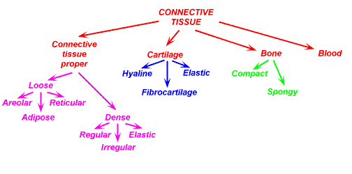 Image result for connective tissue proper types