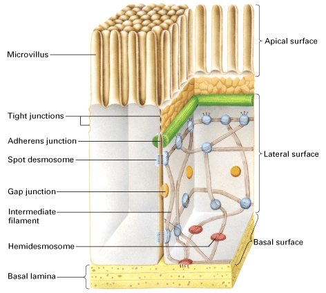 apical and basal surfaces