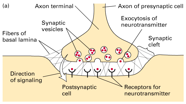 chemical synapse labeled