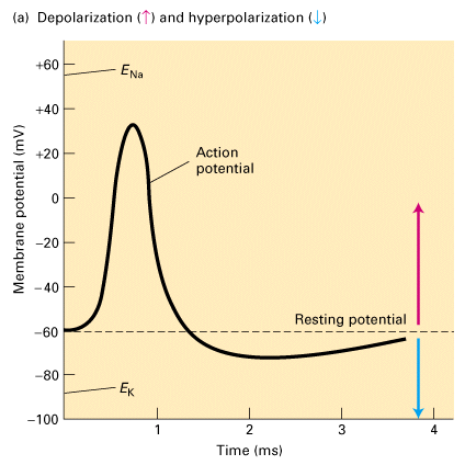 action potential graph hyperpolarization