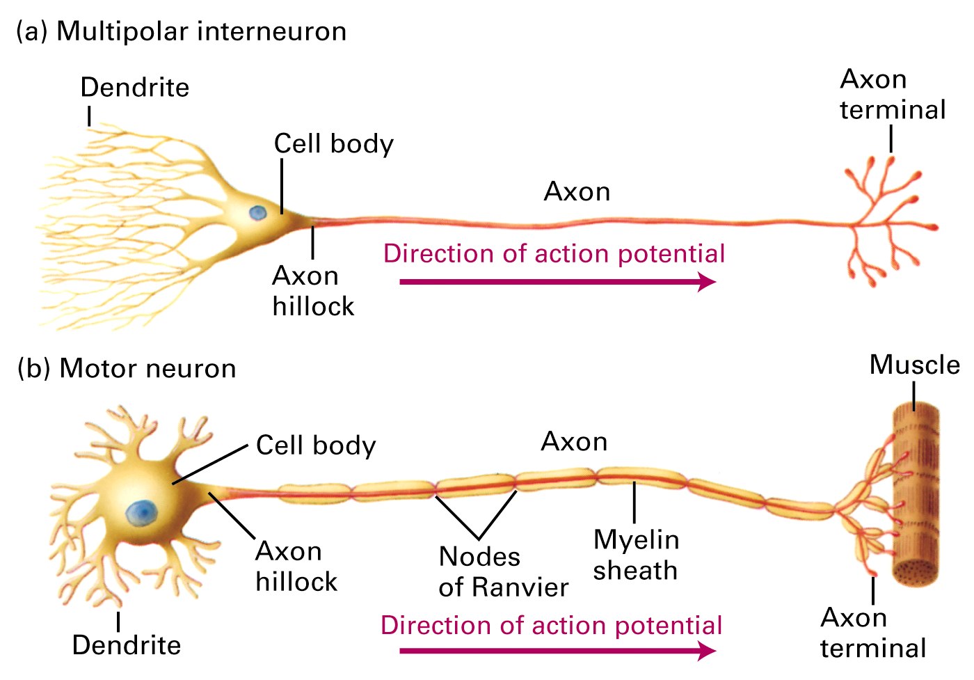 Neurons