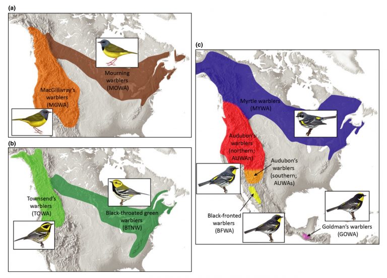 Published: Genomic islands of differentiation across 3 warbler species ...