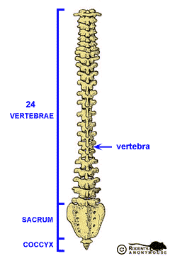 vertebral column posterior view