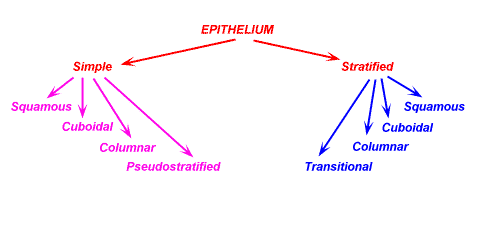 Als Tutorial Histology Epithelium Covering And Lining Epithelia