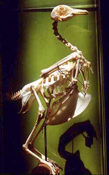 Vertebrate Skeleton