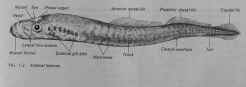 lamprey.jpg (28803 bytes)