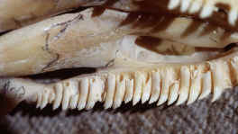 lizard teeth.jpg (137359 bytes)