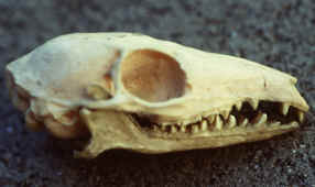 shrew skull fossa.jpg (177485 bytes)